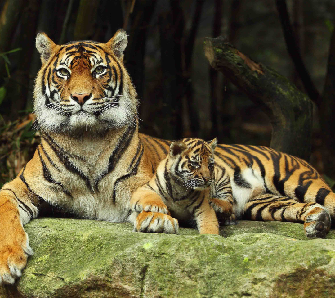 Fondo de pantalla Tiger Family 1080x960