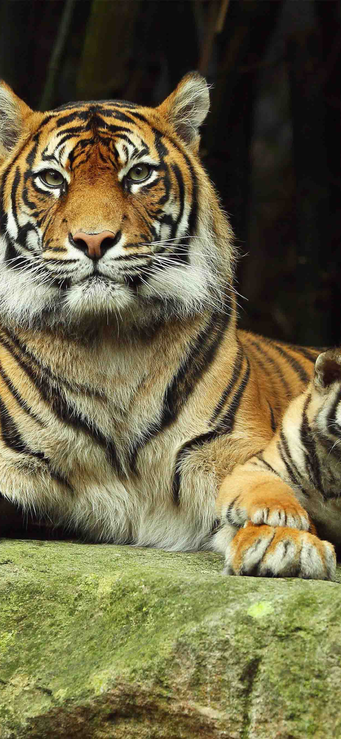 Обои Tiger Family 1170x2532