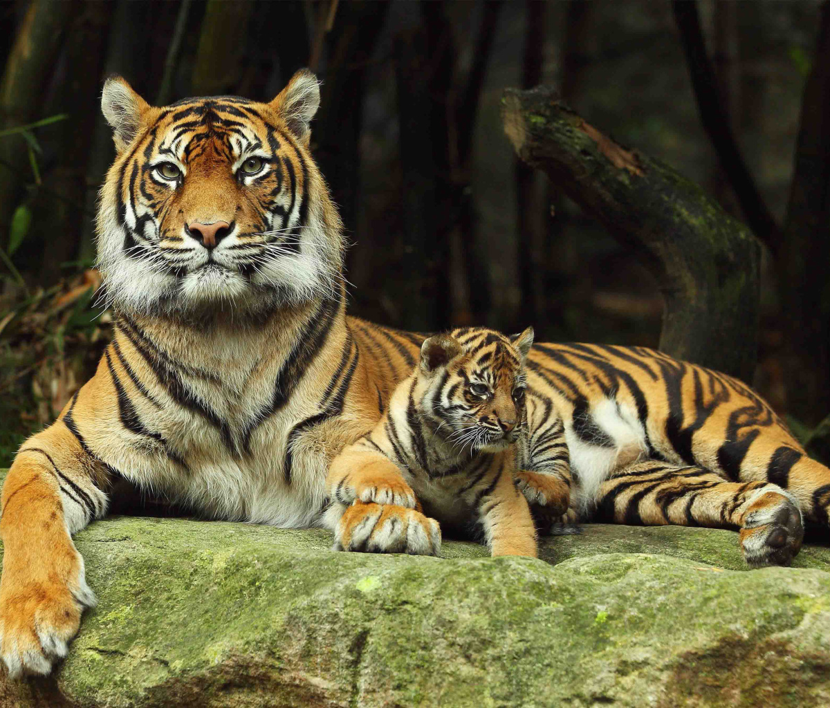 Fondo de pantalla Tiger Family 1200x1024
