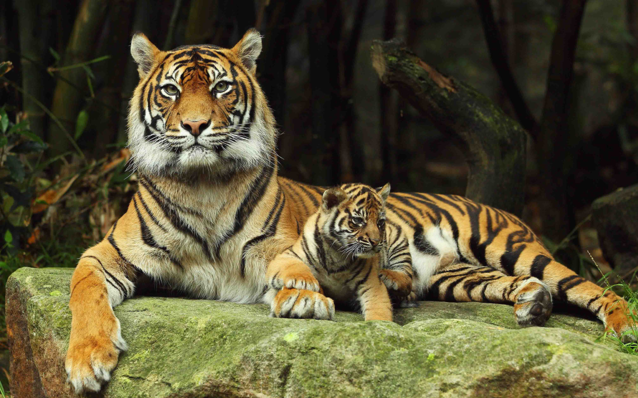 Tiger Family wallpaper 1280x800