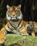 Обои Tiger Family 128x160