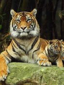 Fondo de pantalla Tiger Family 132x176