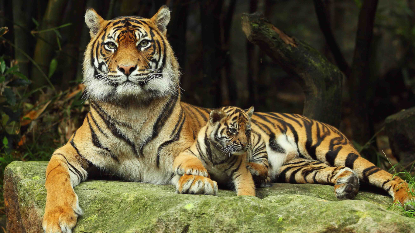 Fondo de pantalla Tiger Family 1366x768