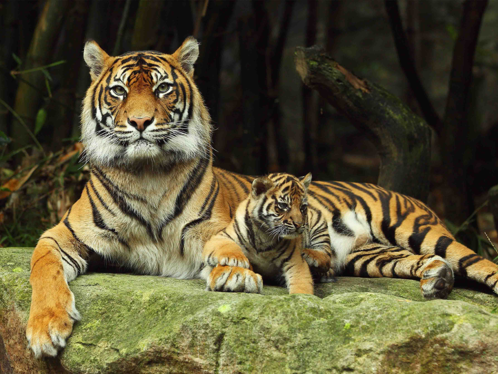 Das Tiger Family Wallpaper 1600x1200