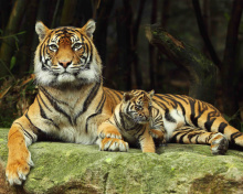 Fondo de pantalla Tiger Family 220x176