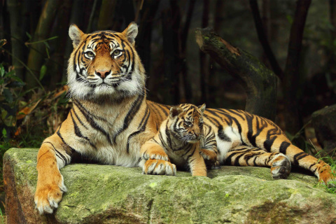 Fondo de pantalla Tiger Family 480x320