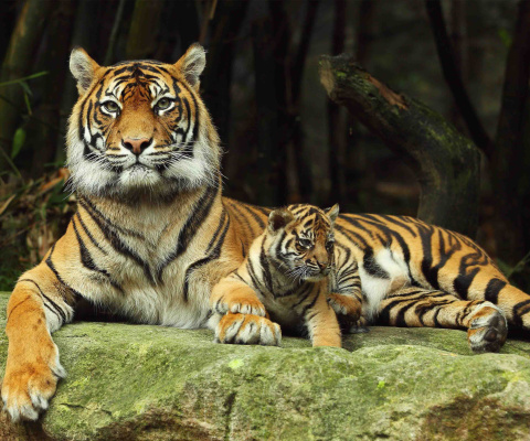 Fondo de pantalla Tiger Family 480x400