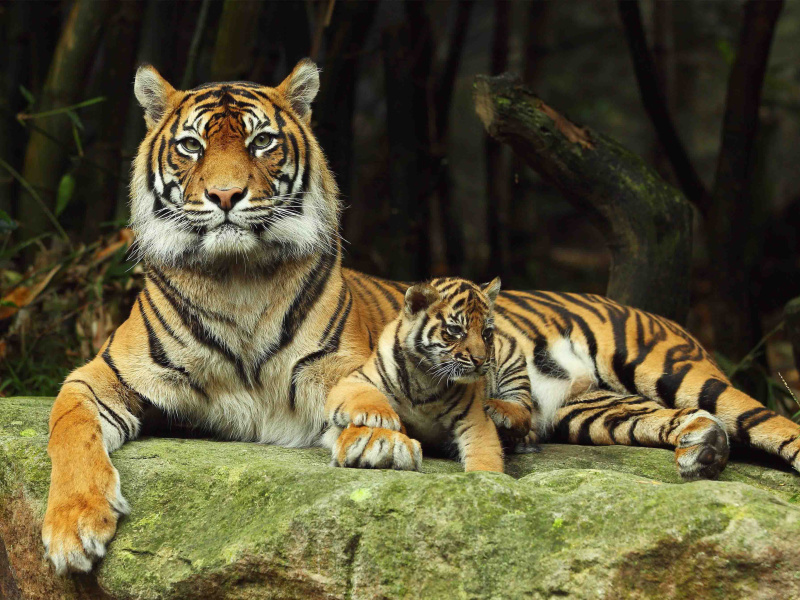 Sfondi Tiger Family 800x600