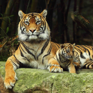 Tiger Family sfondi gratuiti per 1024x1024