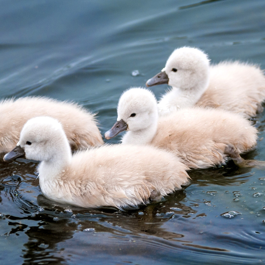 Cygnets wallpaper 1024x1024