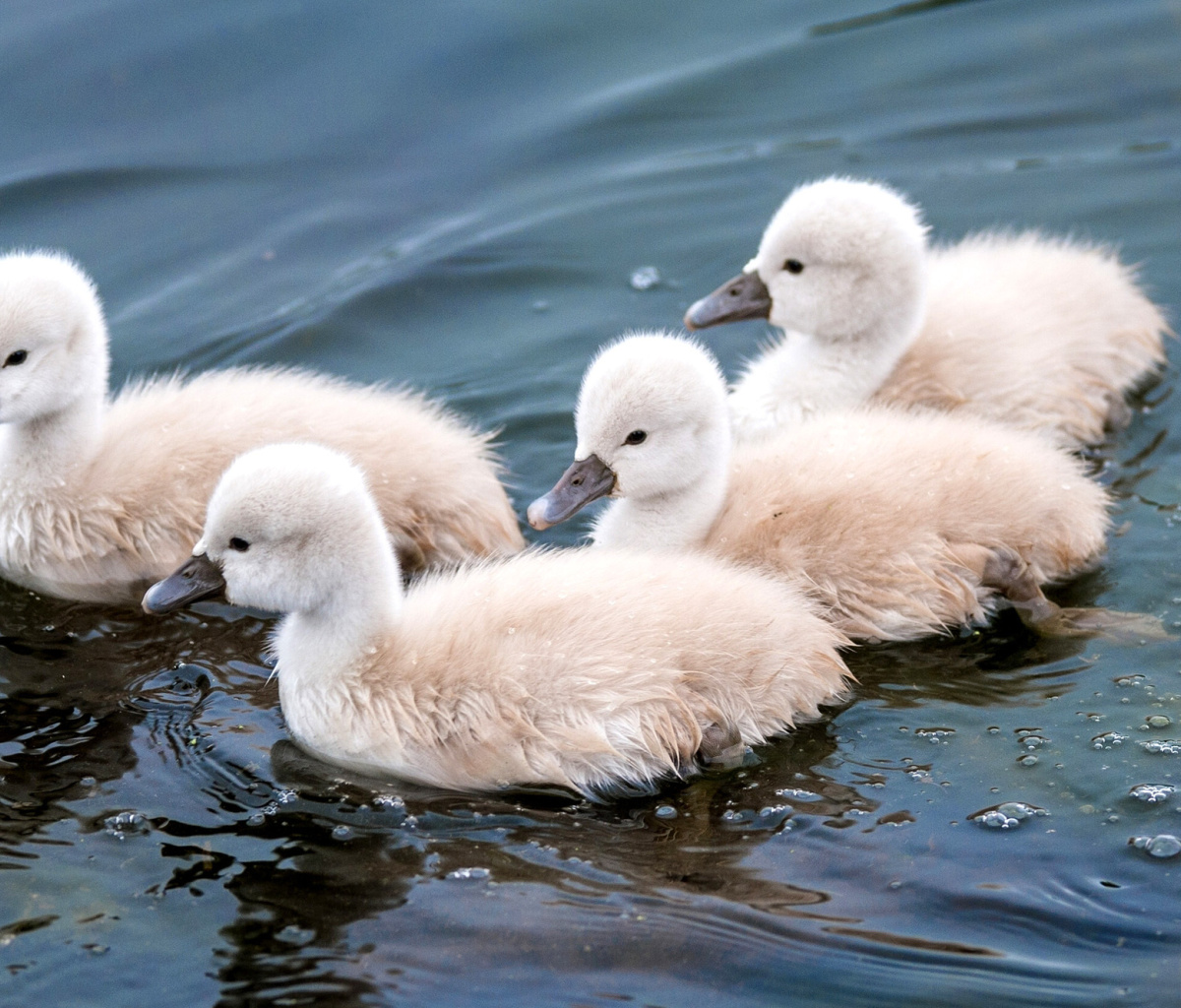 Cygnets wallpaper 1200x1024