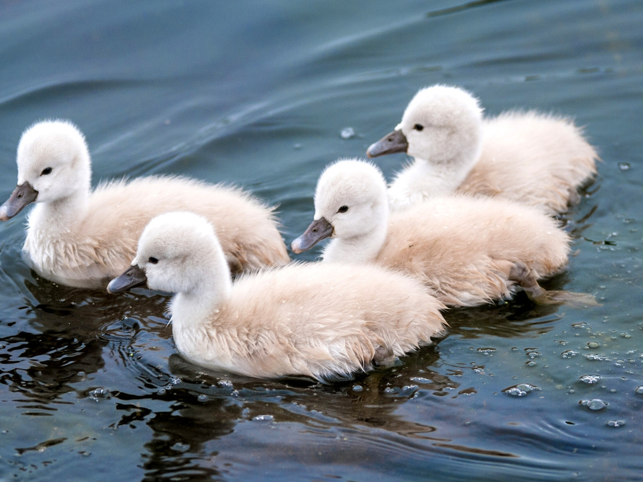 Cygnets wallpaper 1280x960