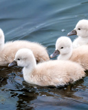 Cygnets wallpaper 128x160