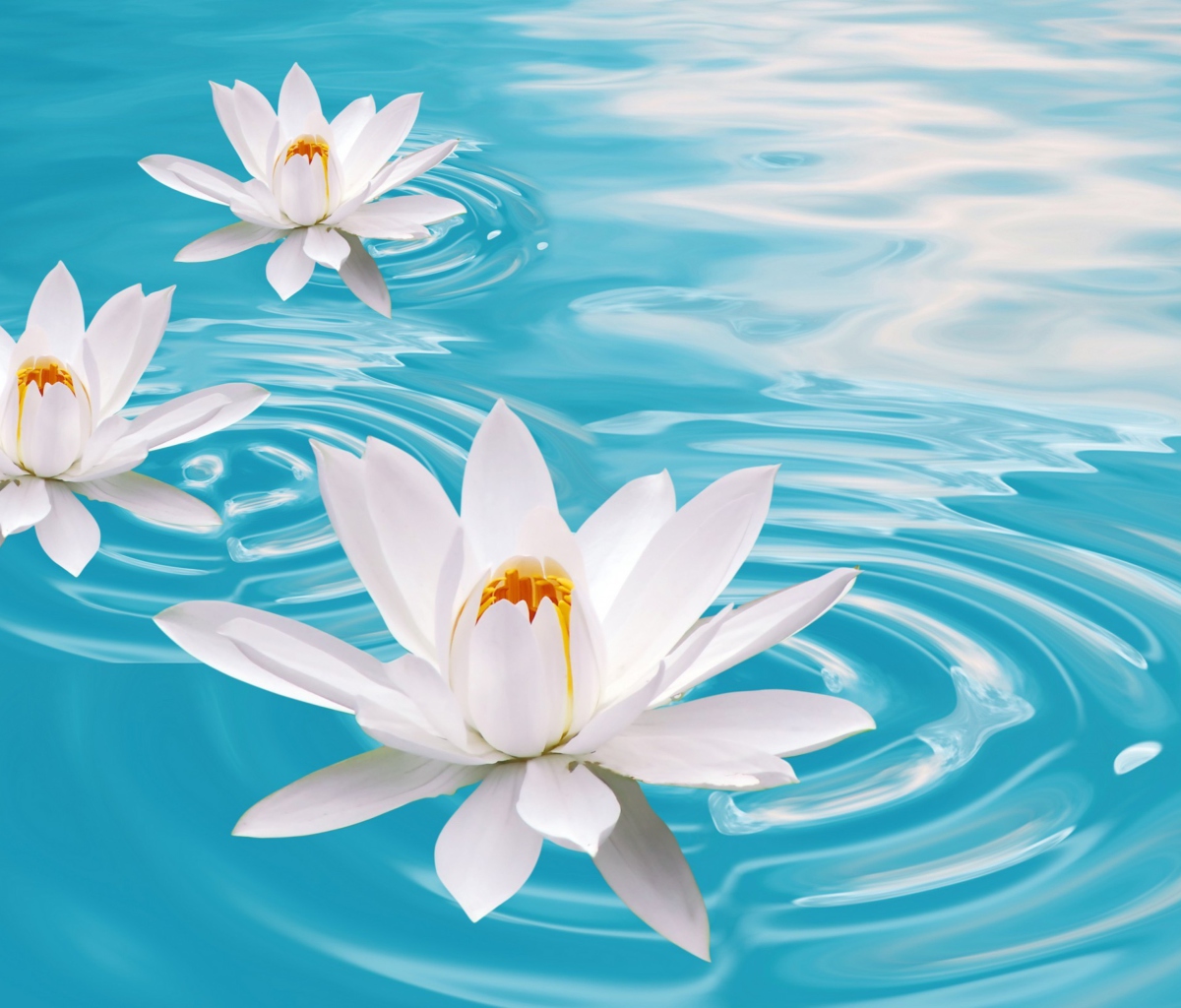 Sfondi White Lilies And Blue Water 1200x1024
