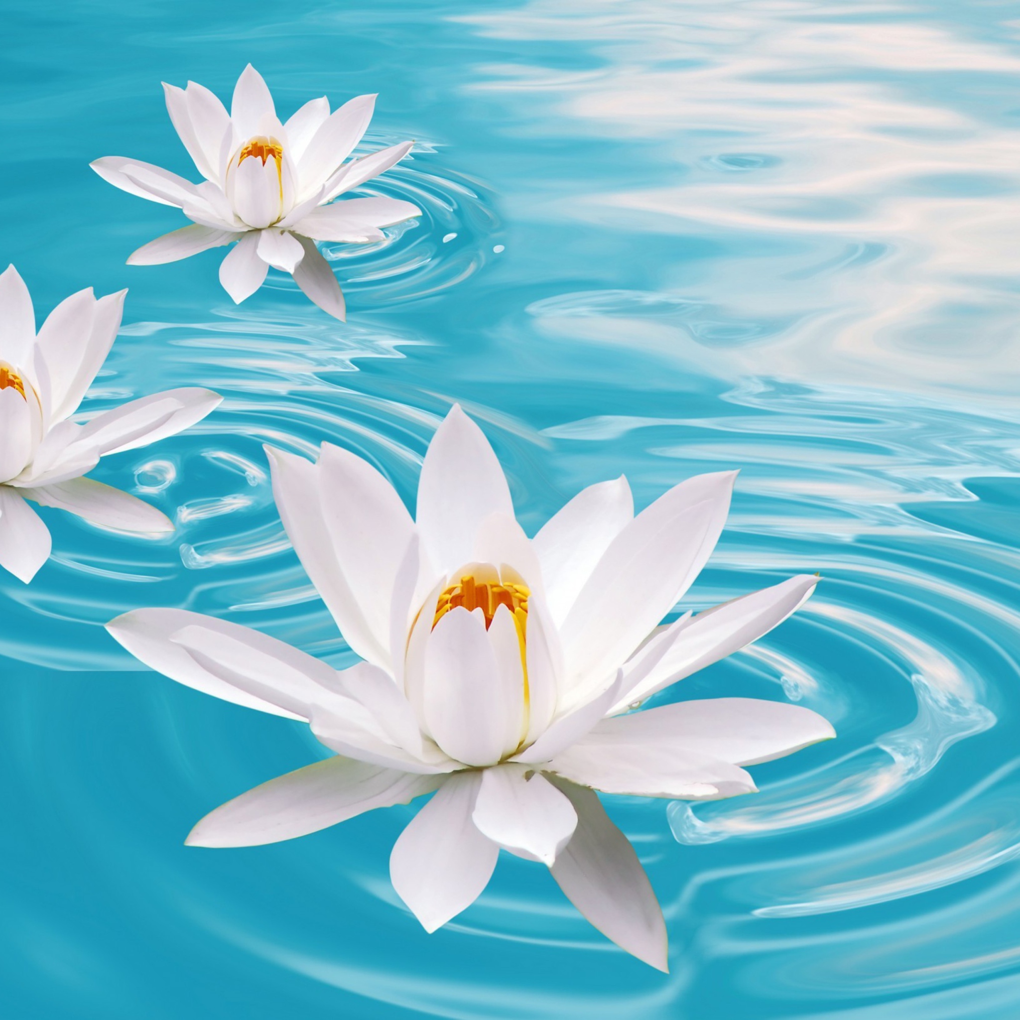 Sfondi White Lilies And Blue Water 2048x2048