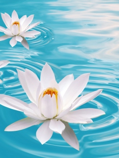 Sfondi White Lilies And Blue Water 240x320