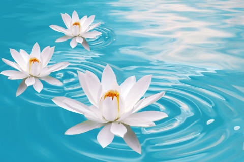 Sfondi White Lilies And Blue Water 480x320