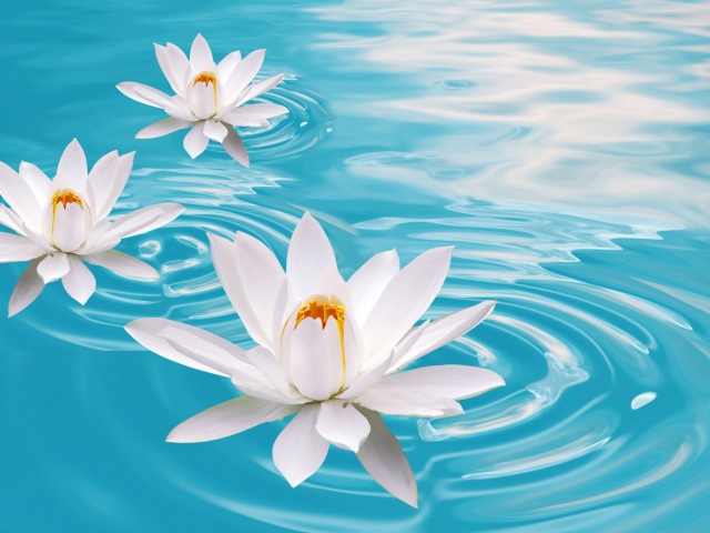 Sfondi White Lilies And Blue Water 640x480