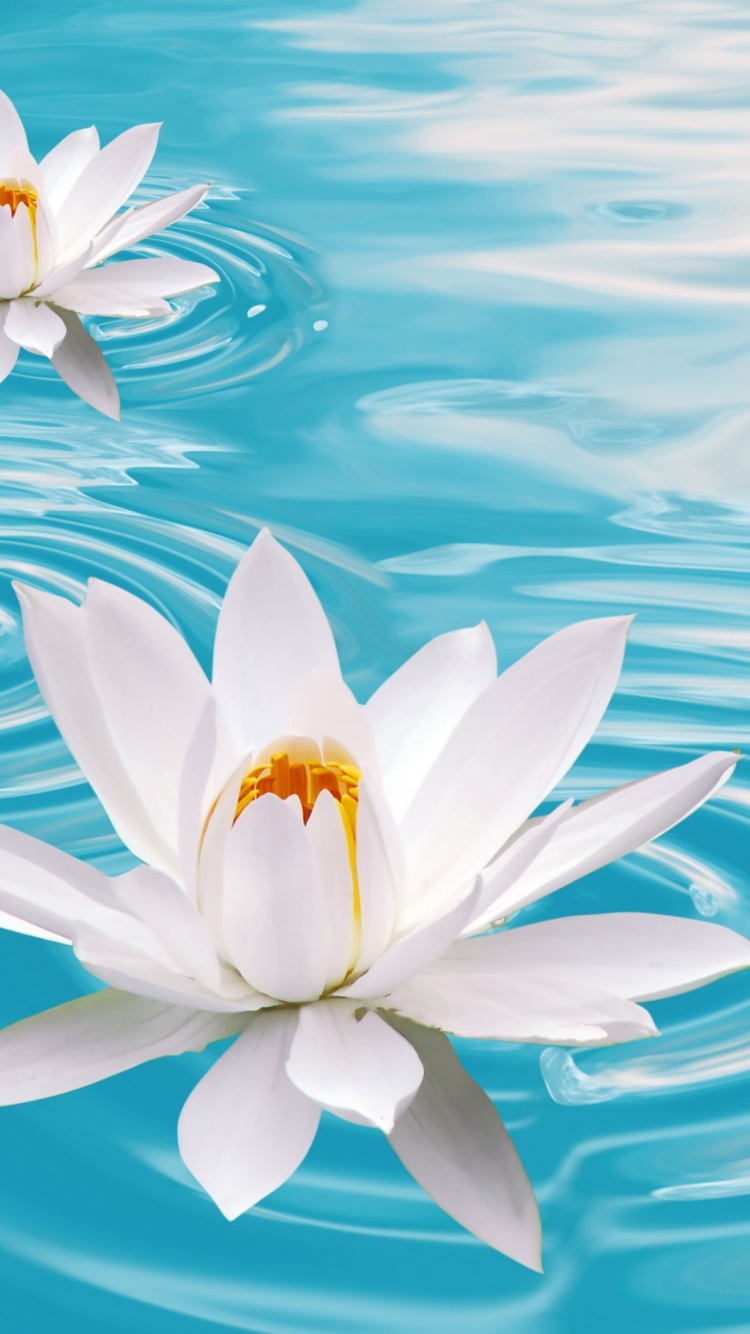Обои White Lilies And Blue Water 750x1334
