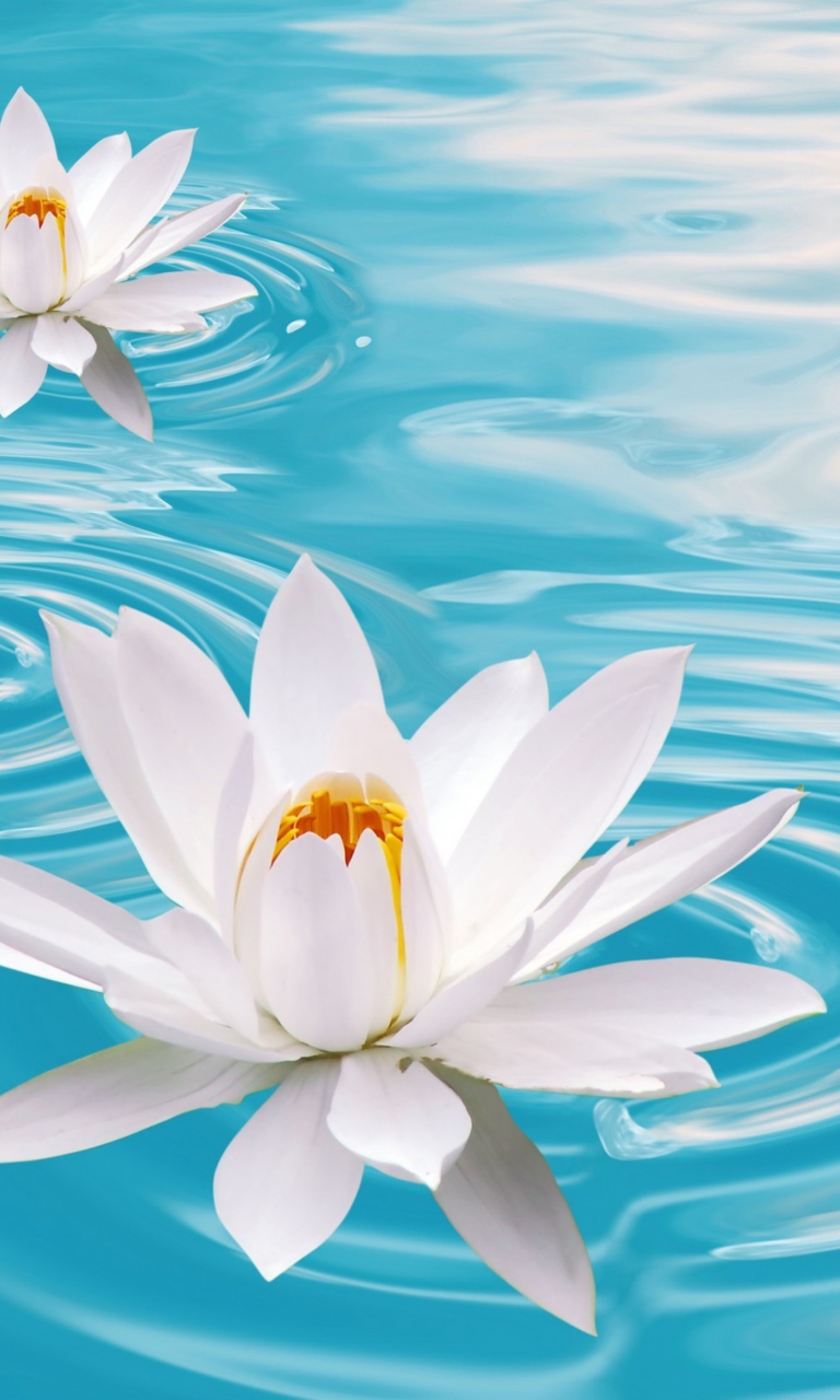 Обои White Lilies And Blue Water 768x1280
