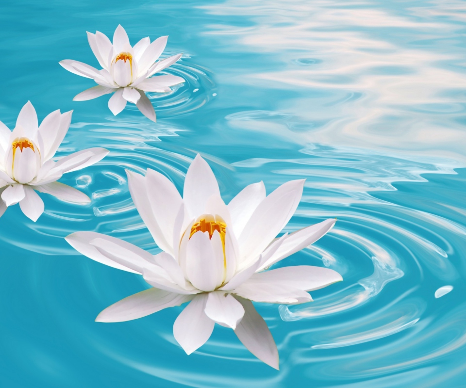 Sfondi White Lilies And Blue Water 960x800