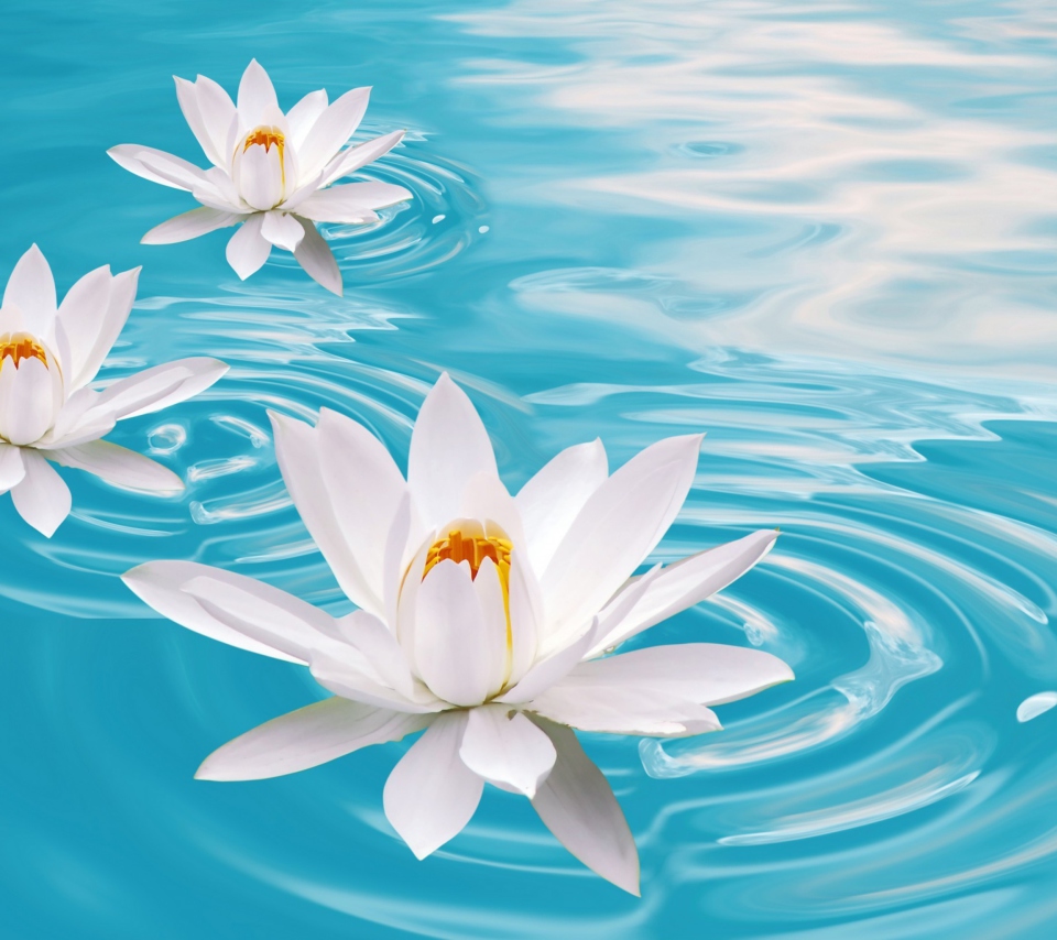 Sfondi White Lilies And Blue Water 960x854