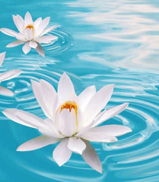 White Lilies And Blue Water Background for 240x320