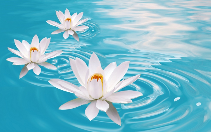 Обои White Lilies And Blue Water