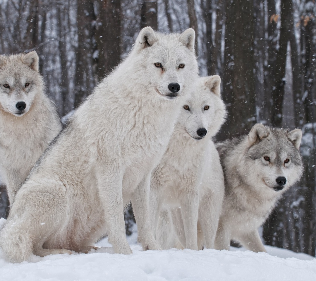 Das Wolf Pack Howls Wallpaper 1080x960