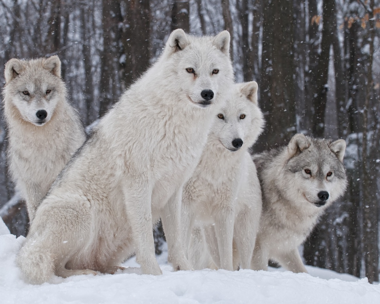 Fondo de pantalla Wolf Pack Howls 1280x1024