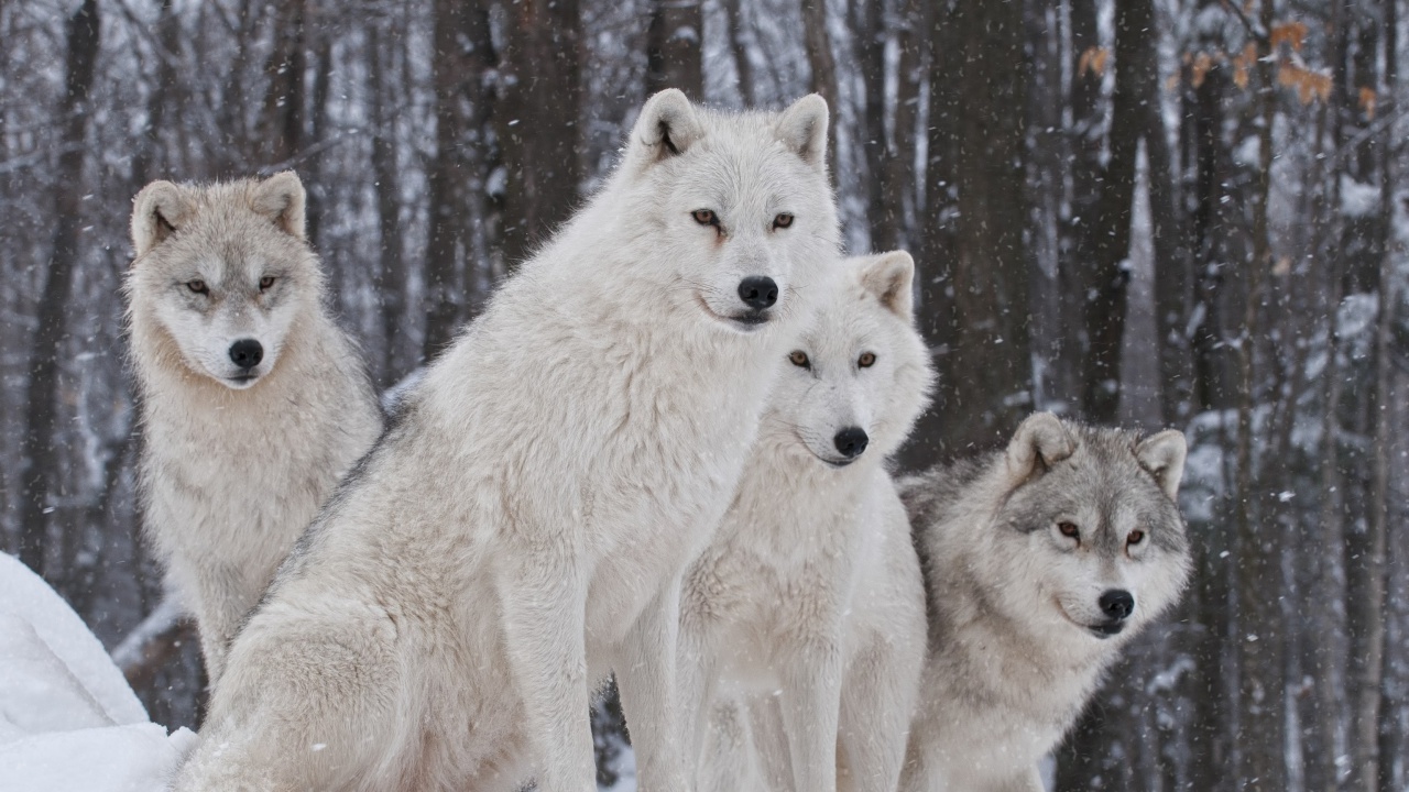 Fondo de pantalla Wolf Pack Howls 1280x720
