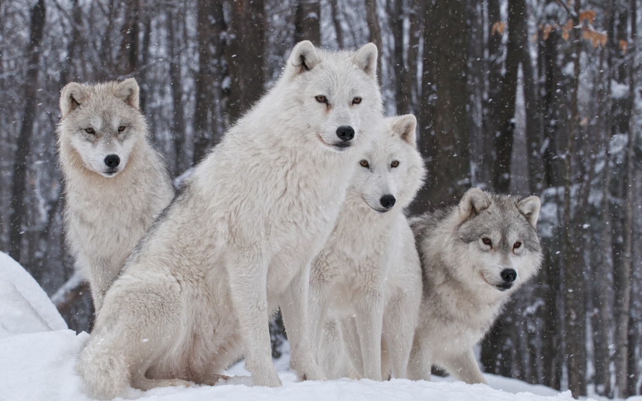 Sfondi Wolf Pack Howls 1280x800
