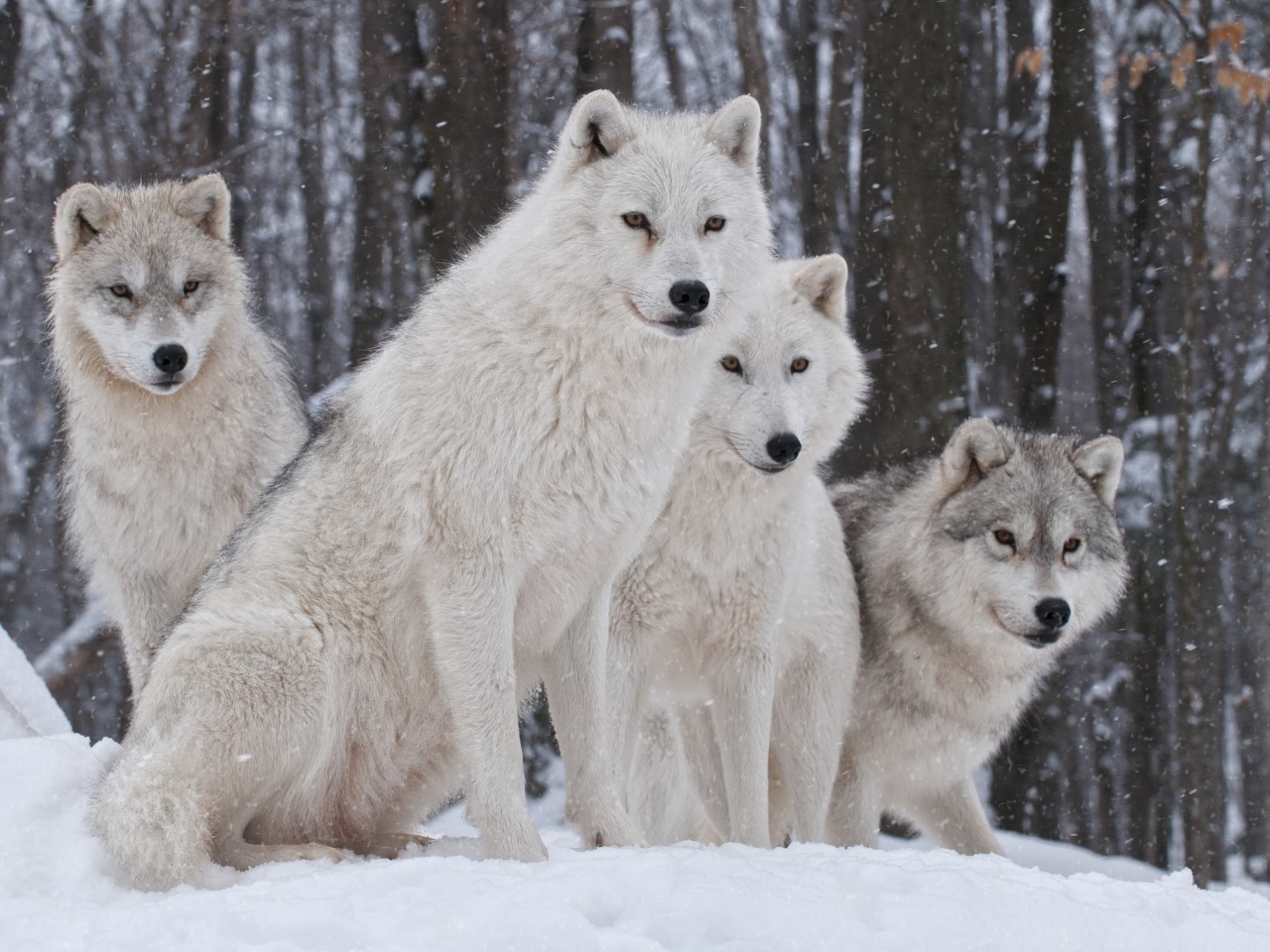 Sfondi Wolf Pack Howls 1280x960