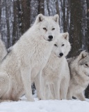 Das Wolf Pack Howls Wallpaper 128x160