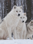 Sfondi Wolf Pack Howls 132x176