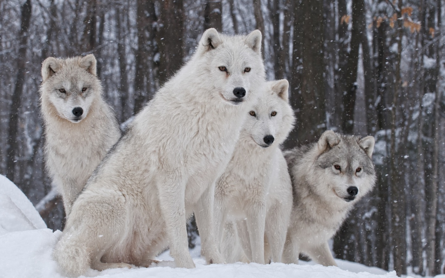 Fondo de pantalla Wolf Pack Howls 1440x900