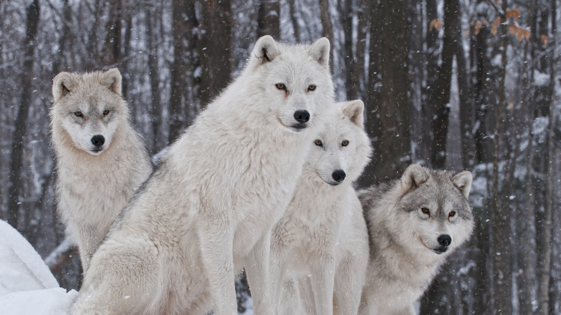 Wolf Pack Howls wallpaper 1920x1080