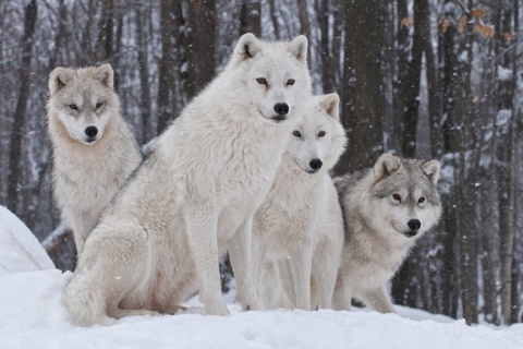 Wolf Pack Howls wallpaper 480x320
