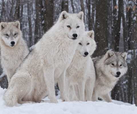 Sfondi Wolf Pack Howls 480x400