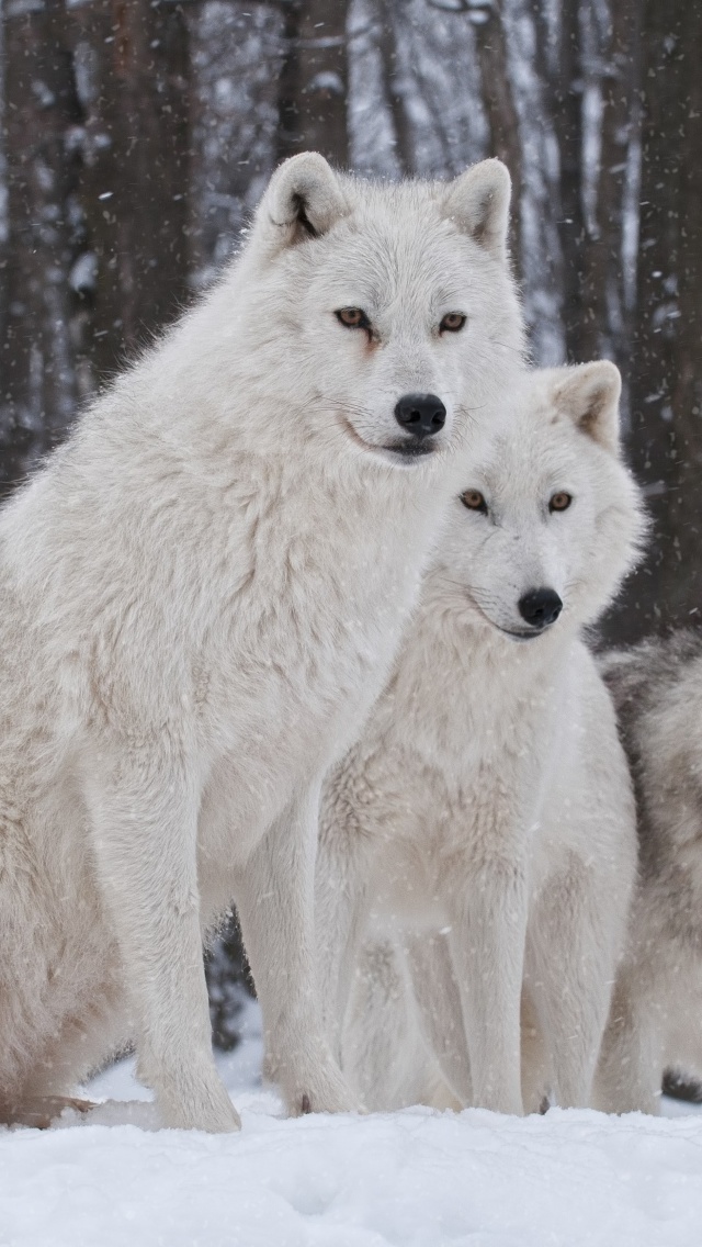 Das Wolf Pack Howls Wallpaper 640x1136