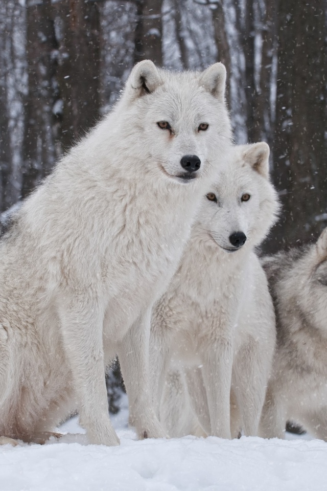 Sfondi Wolf Pack Howls 640x960