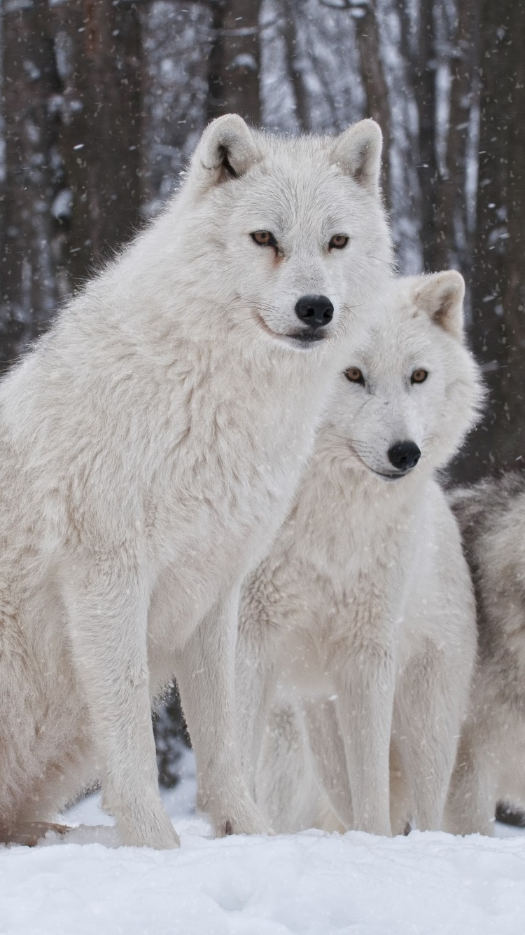 Обои Wolf Pack Howls 750x1334