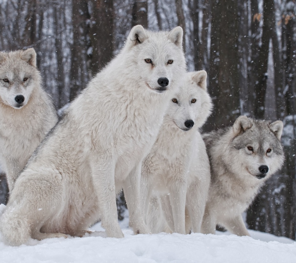 Wolf Pack Howls wallpaper 960x854