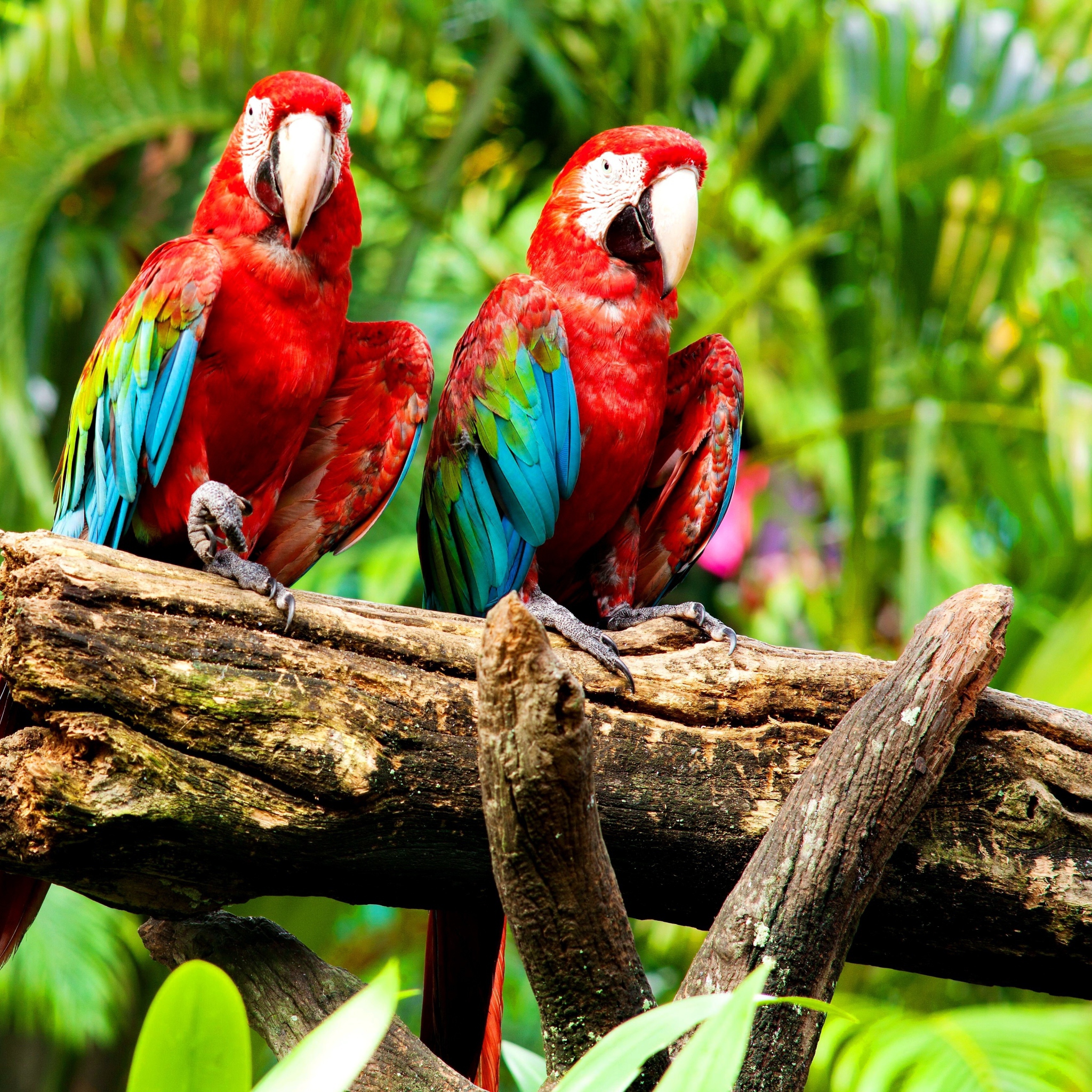 Das Exotic Birds Wallpaper 2048x2048