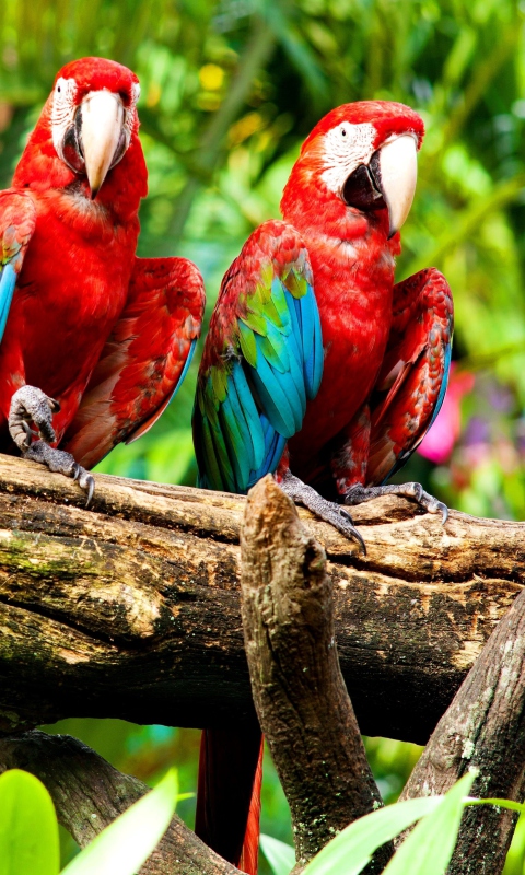 Exotic Birds wallpaper 480x800