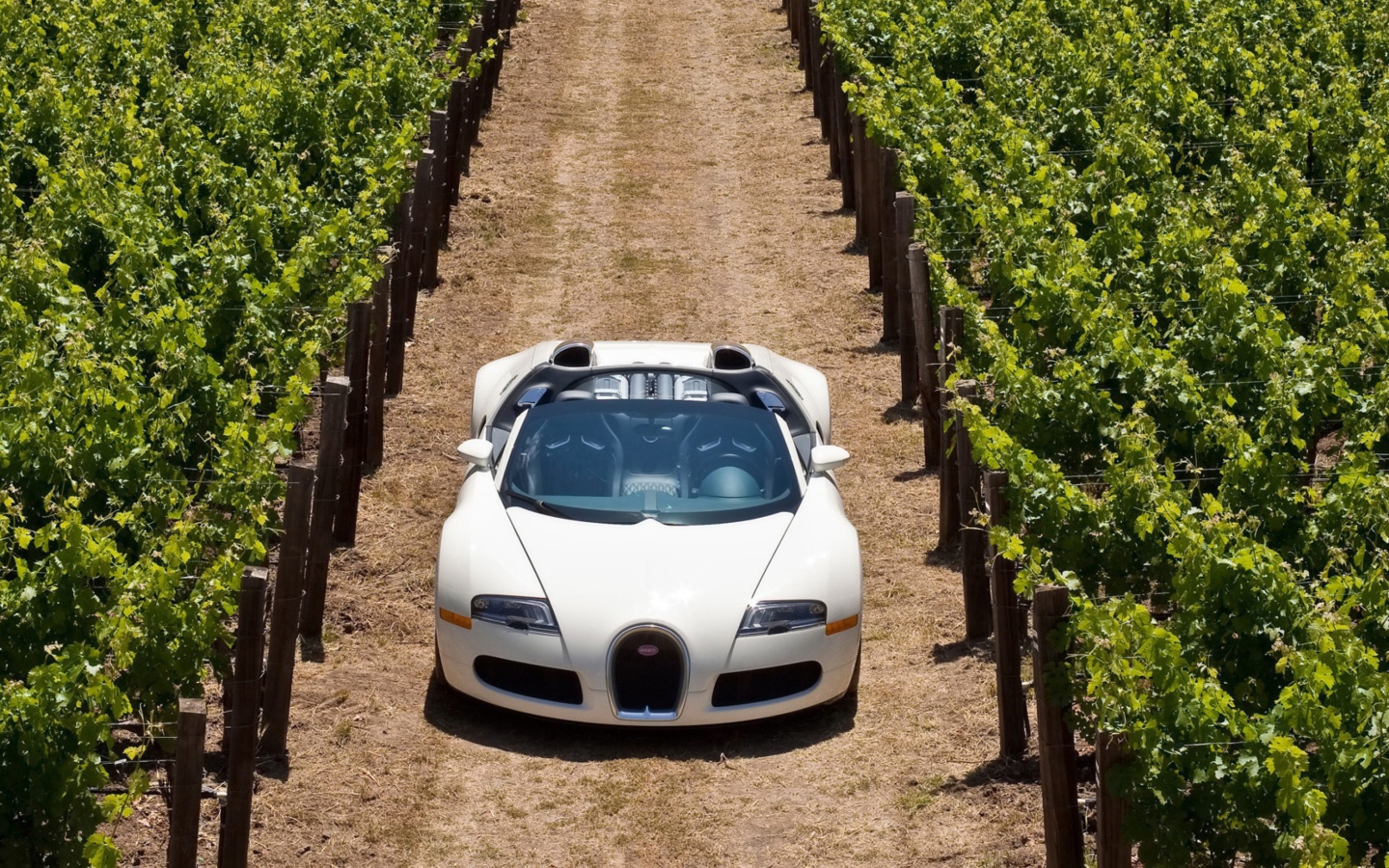 Fondo de pantalla Bugatti Veyron In Vineyard 1440x900