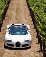 Fondo de pantalla Bugatti Veyron In Vineyard 176x220