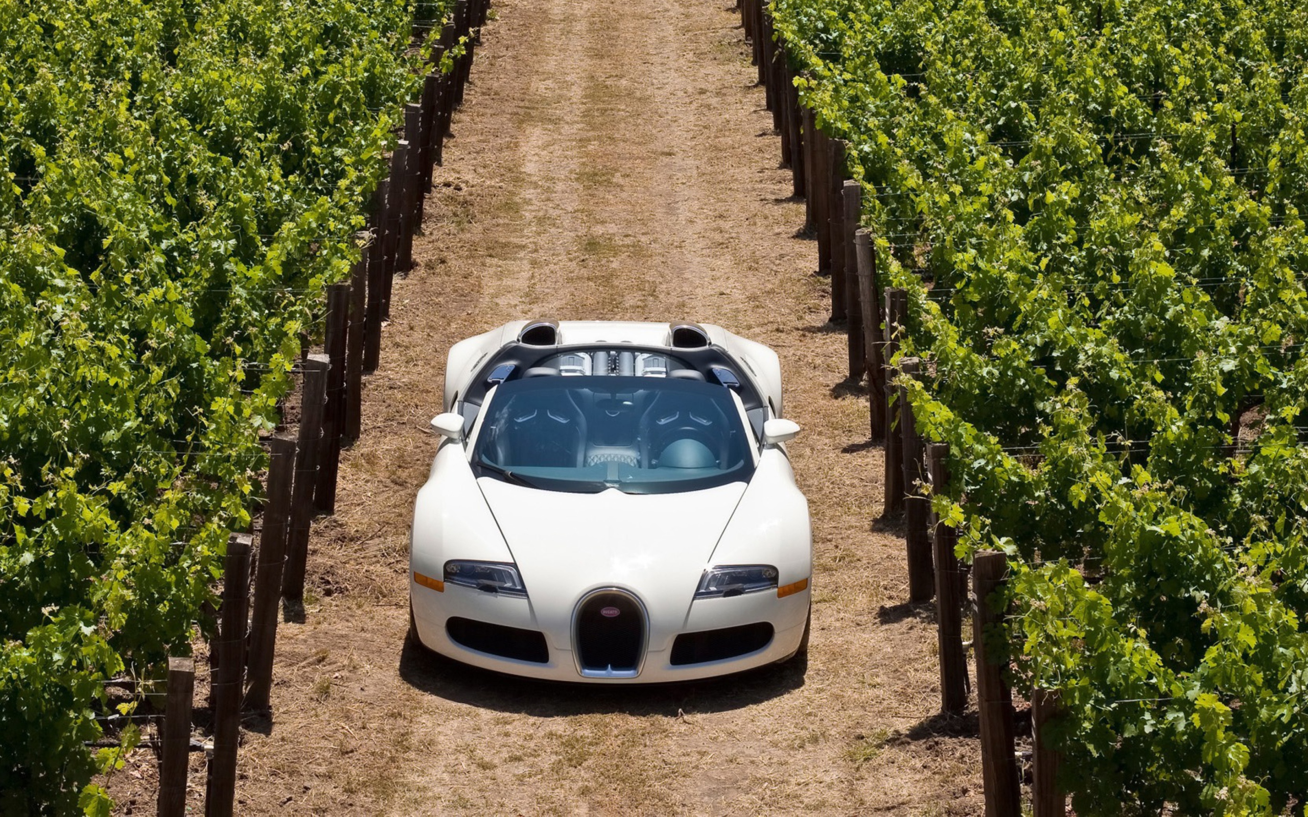 Bugatti Veyron In Vineyard wallpaper 2560x1600