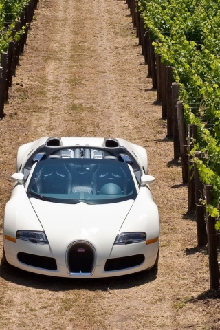 Fondo de pantalla Bugatti Veyron In Vineyard 320x480