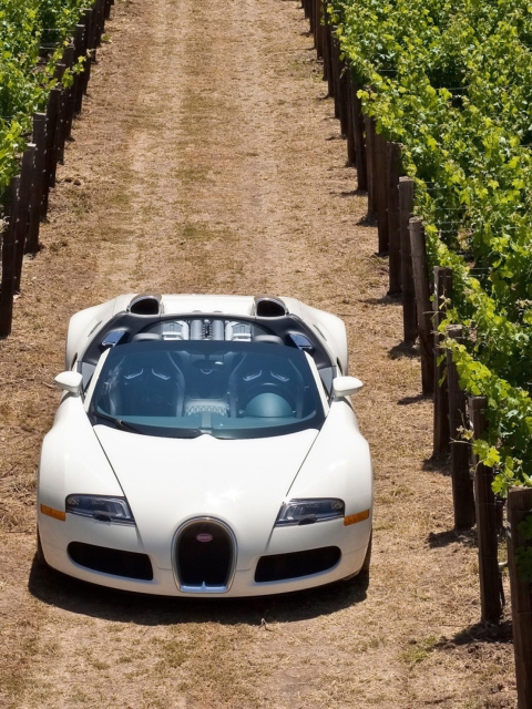 Fondo de pantalla Bugatti Veyron In Vineyard 480x640